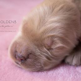 Beige - Golden Retriever puppy in Grand Blanc, Michigan from Vista Goldens