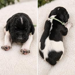 German Shorthaired Pointer Puppies from Lisa’s GSP’s