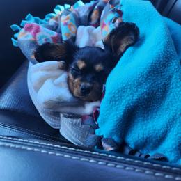 Cavalier King Charles Spaniel Puppies from Majestic Cavaliers of Melbourne FL
