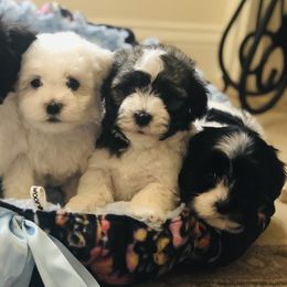 Havanese and Papillons from InVolo Papillons & Havanese