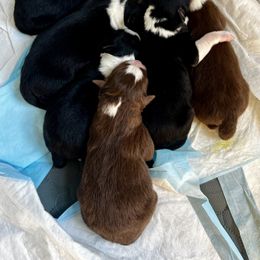 Border Collie Puppies from Pineview Farm