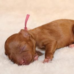 Dark pink collar girl - Red female Cavapoo puppy in Eagle Mountain, Utah from Liberty Farms Puppies