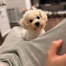 Bichon Frise Puppies from Blooming Bichons