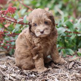 Betsy - Merle female Whoodle puppy in West Bend, Iowa from Blue Skies Terriers