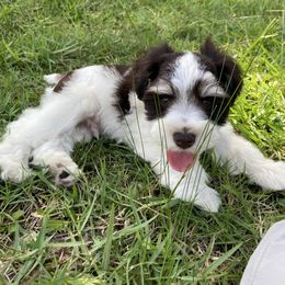 Otis (liver-parti) AKC - Liver male Miniature Schnauzer puppy in Kountze, Texas from Arsement Farms