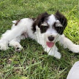 Otis (liver-parti) AKC - Liver male Miniature Schnauzer puppy in Kountze, Texas from Arsement Farms