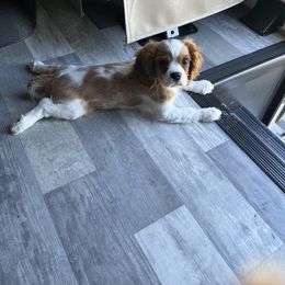 Cavalier King Charles Spaniel Puppies from Cassie’s Cavaliers