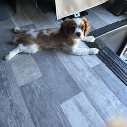 Cavalier King Charles Spaniel Puppies from Cassie’s Cavaliers