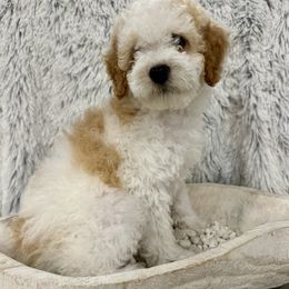 Boy 2 - Tri-color Australian Labradoodle puppy in Peoria, Arizona from Kalolabradoodles