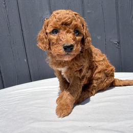 Dark blue puppies - Red  male Goldendoodle puppy in Rush, New York from Care Bear Puppies
