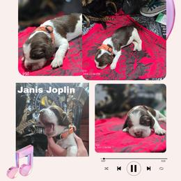 Janis JoplinGirl 3 - Liver white and tan female English Springer Spaniel puppy in Saginaw, Michigan from Kemerer Springers