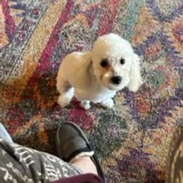 Aussiedoodles, Miniature Australian Shepherds, Poodles, and Toy Australian Shepherds from Paws of Color