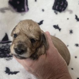 Honey - Cream female Dachshund puppy in Eldon, Missouri from Pure Joy Dachshunds