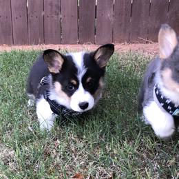 Pembroke Welsh Corgi Puppies from Shabby Chic Corgis
