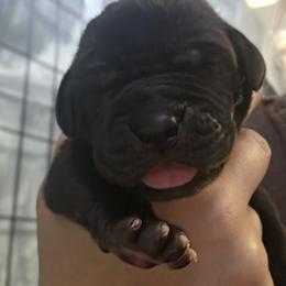 Red Collar girl - Black female Great Dane puppy in Longview, Texas from Lazy A Danes
