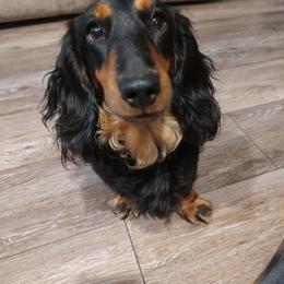 Güenter - Dachshund