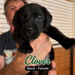 Clover - Black female Labrador Retriever puppy in Howards Grove, Wisconsin from Hunter’s Moon Retrievers