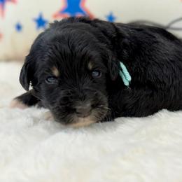 Miss Mango - Tri-color female Bernedoodle puppy in Hegins, Pennsylvania from Bubbling Springs Doodles, LLC