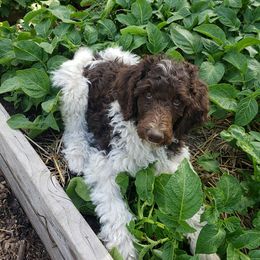Poodle Puppies from Cuddley-Poods Moyen poodles