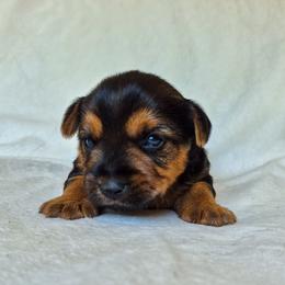 Oliver - Black and tan male Yorkshire Terrier puppy in Blacksburg, South Carolina from Hess Pooches LLC