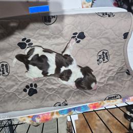 Boy 7 - Liver white and roan male English Springer Spaniel puppy in Saginaw, Michigan from Kemerer Springers