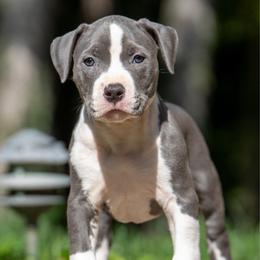 Andromeda - Blue female American Bully puppy in Cecil County, Maryland from Nitro’s Bullies