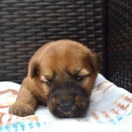 Oak - Wheaten male Soft Coated Wheaten Terrier puppy in Kirksville, Missouri from Ironwood Ridge Kennels