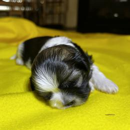 Shih Tzu Puppies from Judy's Shih Tzus