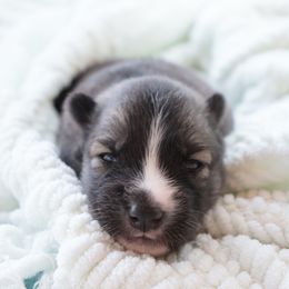 Male 4 - Black tan and white male Siberian Husky puppy in Bly, Oregon from Hill Top Huskies