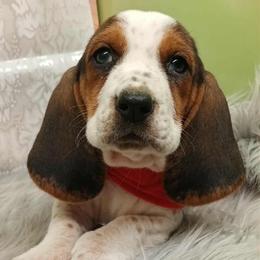 Eve - Black tan and white female Basset Hound puppy in Lebanon, Ohio from Lady Mae Bassets