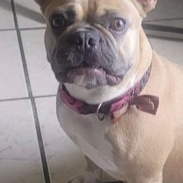 French Bulldogs from Cozi Frenchies