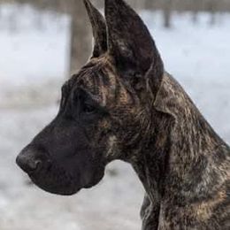 Nikki - Great Dane