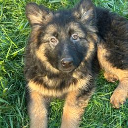 Purple Sugar Plum - Black and red female German Shepherd puppy in Bonney Lake, Washington from German Shepherds Von Washington