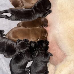 Chocolate boy - Chocolate male Labrador Retriever puppy in Longview, Washington from Steele's Lone Oak Labradors