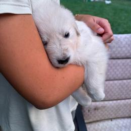 Varna - yellow collar girl - White female Maremma Sheepdog puppy in Kalamazoo, Michigan from Wild at Farm