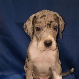 Otis - Mantle merle male Great Dane puppy in Walker, Louisiana from La Rebel Danes