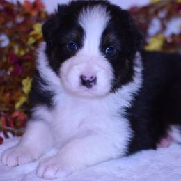 Gable - Black tri-color male Australian Shepherd puppy in Easton, Missouri from MMA Kennel