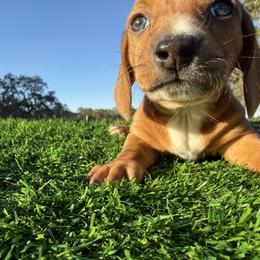 Girl 2 - Dapple female Dachshund puppy in Apopka, Florida from The HotDog Stand
