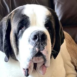 Saint Bernards from Sierra Nevada Saints