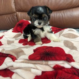 Polly Girl C-4 - Biewer Terrier puppy from Golden Corner Puppies