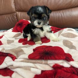 Polly Girl C-4 - Biewer Terrier puppy from Golden Corner Puppies