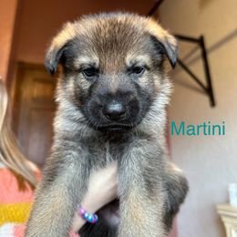 German Shepherd Puppies from Hohen Klippe German Shepherds
