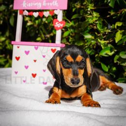 Kabuki - Black and tan female Dachshund puppy in Temecula, California from Naomi Magee's Dachshund Kennel