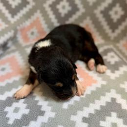 Iris - Black tri-color female Australian Shepherd puppy in Clover, South Carolina from Jo’s Aussies