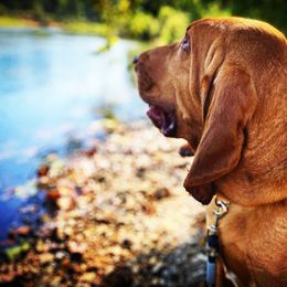 Red - Bloodhound