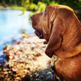 Red - Bloodhound