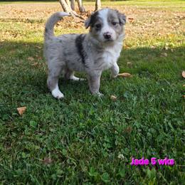Jade - Blue merle female Border Collie puppy in Richmond, Maine from Lil Maine Border Collies
