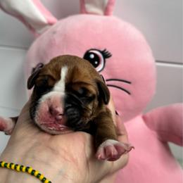 Dark pink - Fawn female Boxer puppy in Denver, Colorado from Yuni’s AKC Boxers