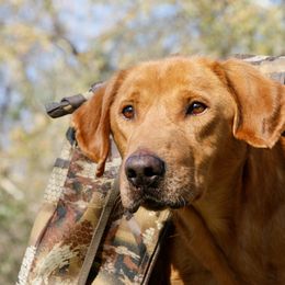 Zeus - Labrador Retriever