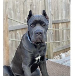 Cane Corso Puppies from Nephilim Cane Corso